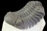 Lot: Assorted Devonian Trilobites - Pieces #76915-2